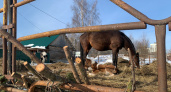 В Вологодской области спасли 12 лошадей из горящей конюшни