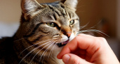 Почему кошка кусается, когда ее гладишь - это важно знать каждому хозяину