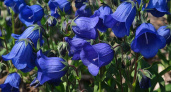 Бархатный космический синий многолетник для клумбы: пора сеять с февраля