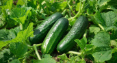 Те самые 3 сорта - до 8 кг хрустящих огурцов с каждого куста: сладкие, очень вкусные и без капли горечи