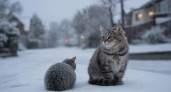 Чем и как кормить бездомных кошек зимой, чтобы точно спасти им жизнь: их глаза скажут вам «спасибо»