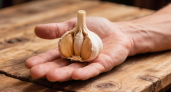 Чеснок будет с кулак: главная весенняя подкормка — залог реально богатого урожая