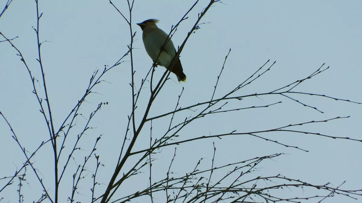 В Вологодской области 8 и 9 марта ожидаются аномальные морозы до минус 30 градусов