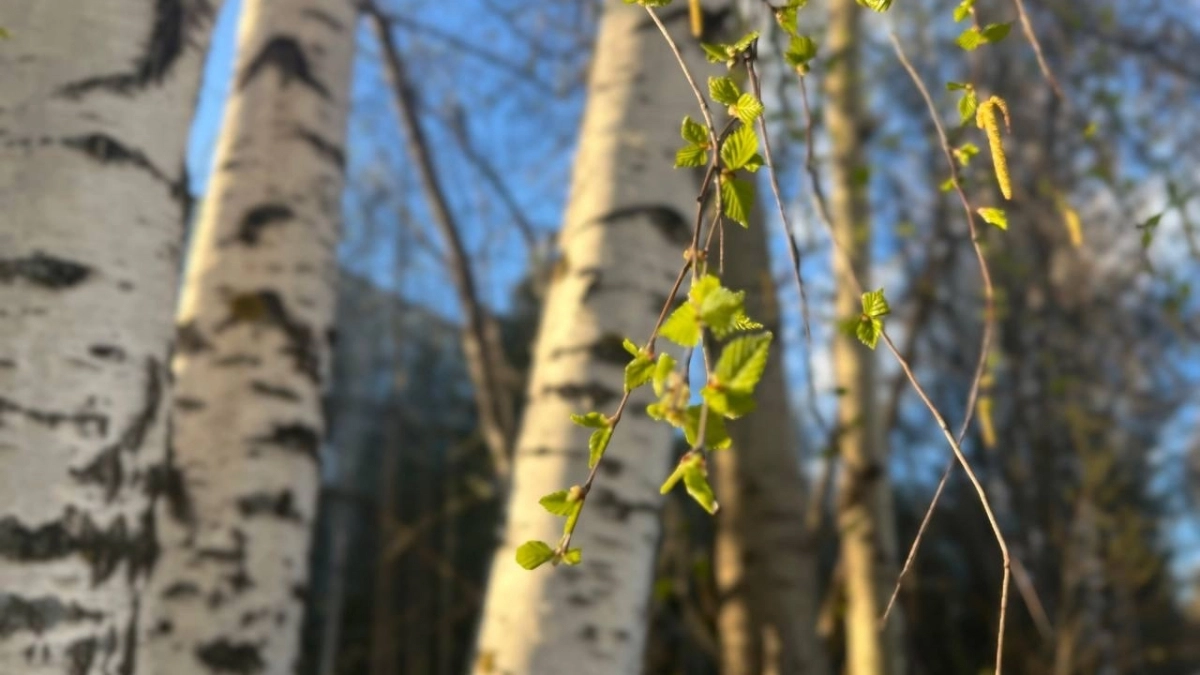 В Вологодскую область придет антициклон: прогноз погоды на 21 марта 