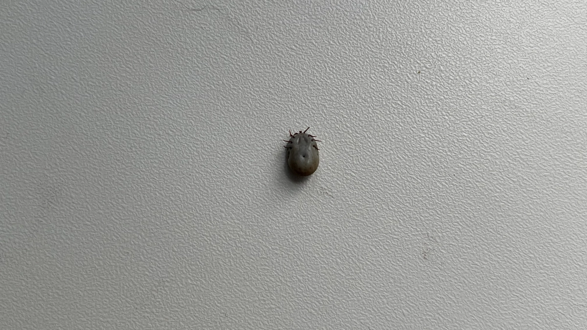 В Вологде начнется противоклещевая обработка 500 гектаров городской территории