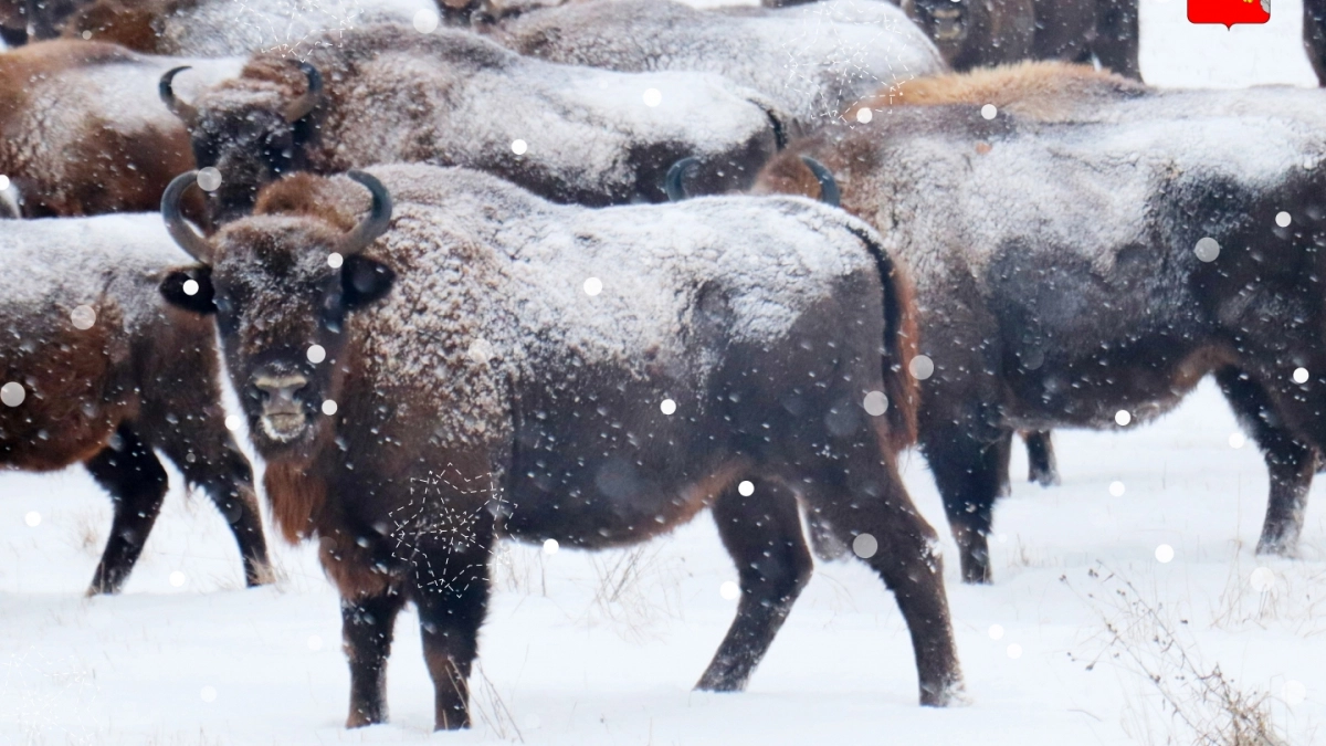 Популяция зубров в Вологодской области выросла до 235 особей