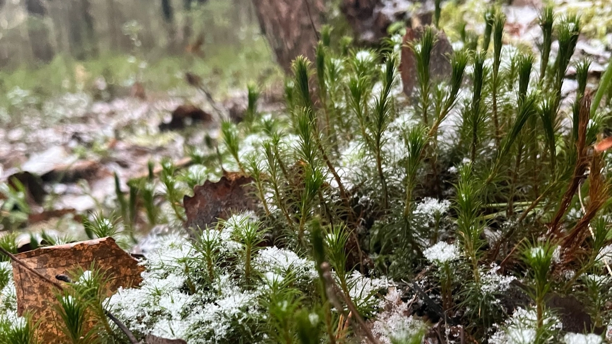 Выходные в Вологде начнутся с гололёда и закончатся весенним теплом: прогноз погоды на 28 марта