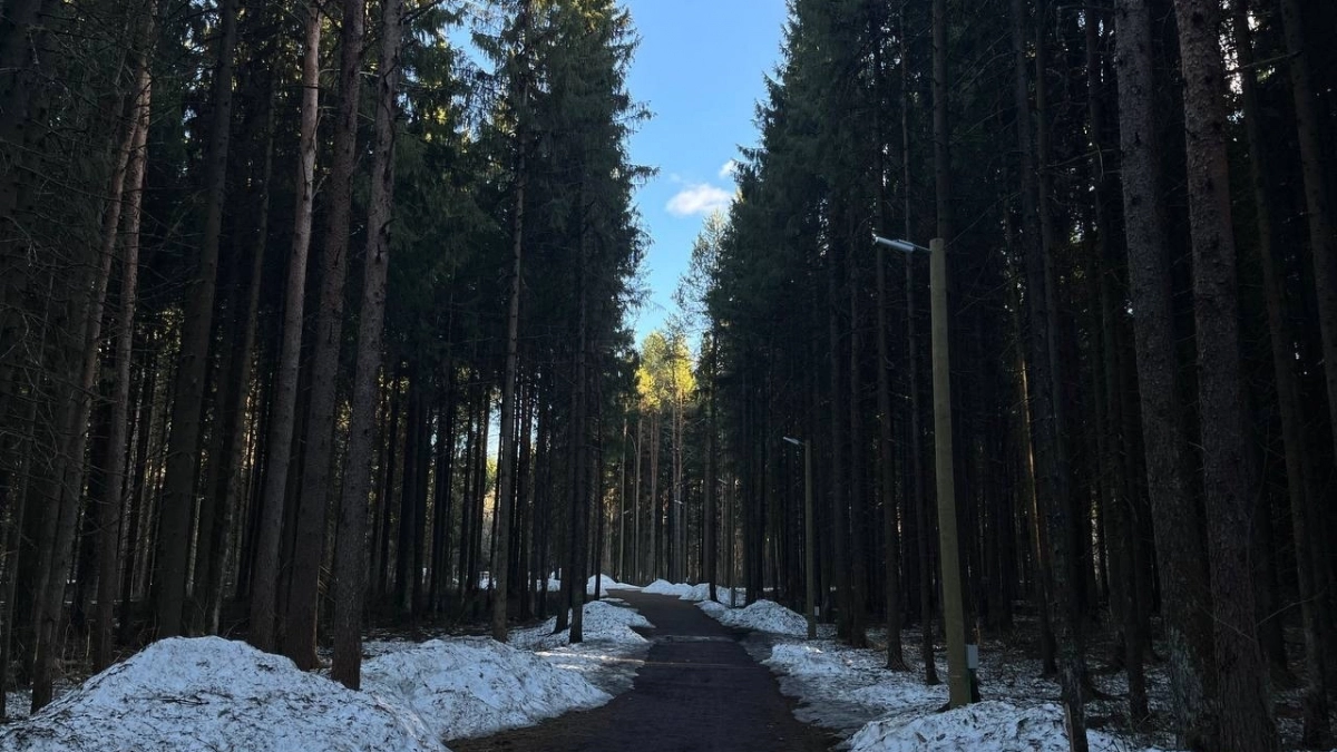 Прогноз погоды в Вологодской области на 7 апреля: синоптики предупреждают о мокром снеге, тумане и порывистом ветре