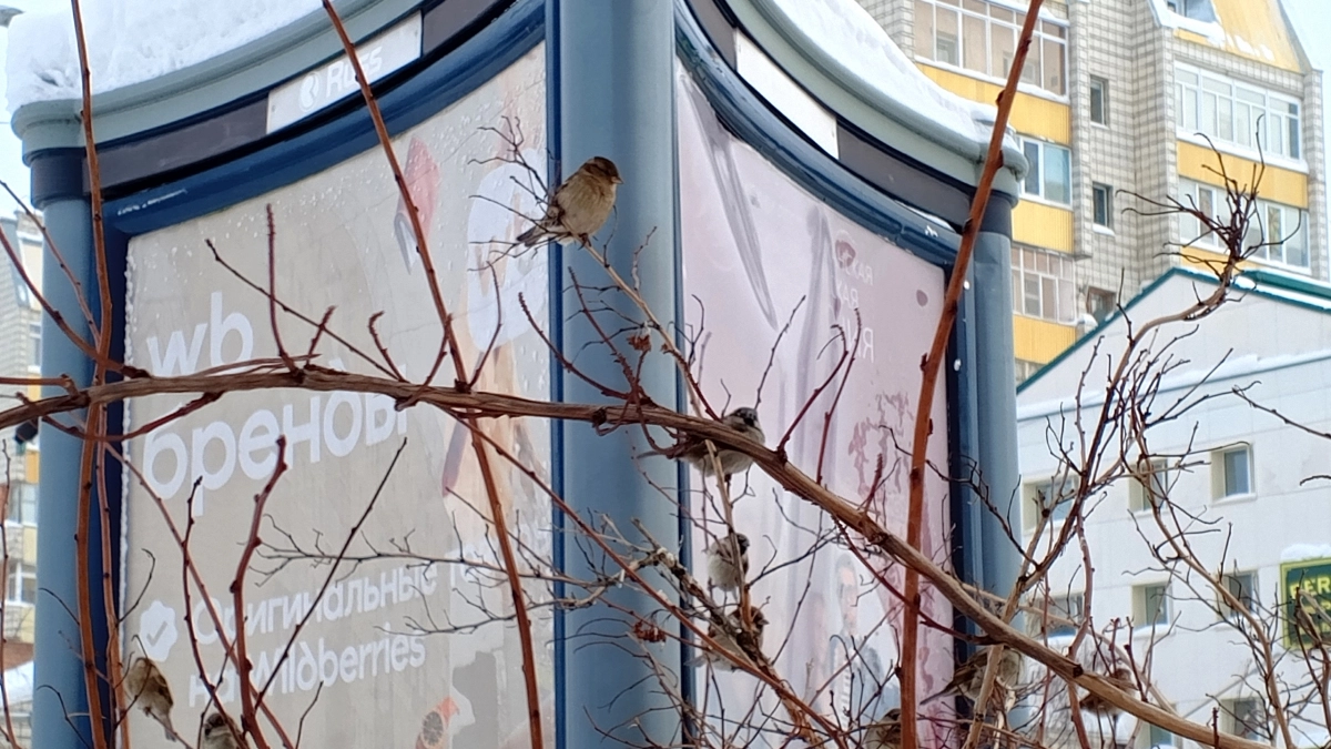 Синоптики дали прогноз погоды в Вологодской области на 8 апреля