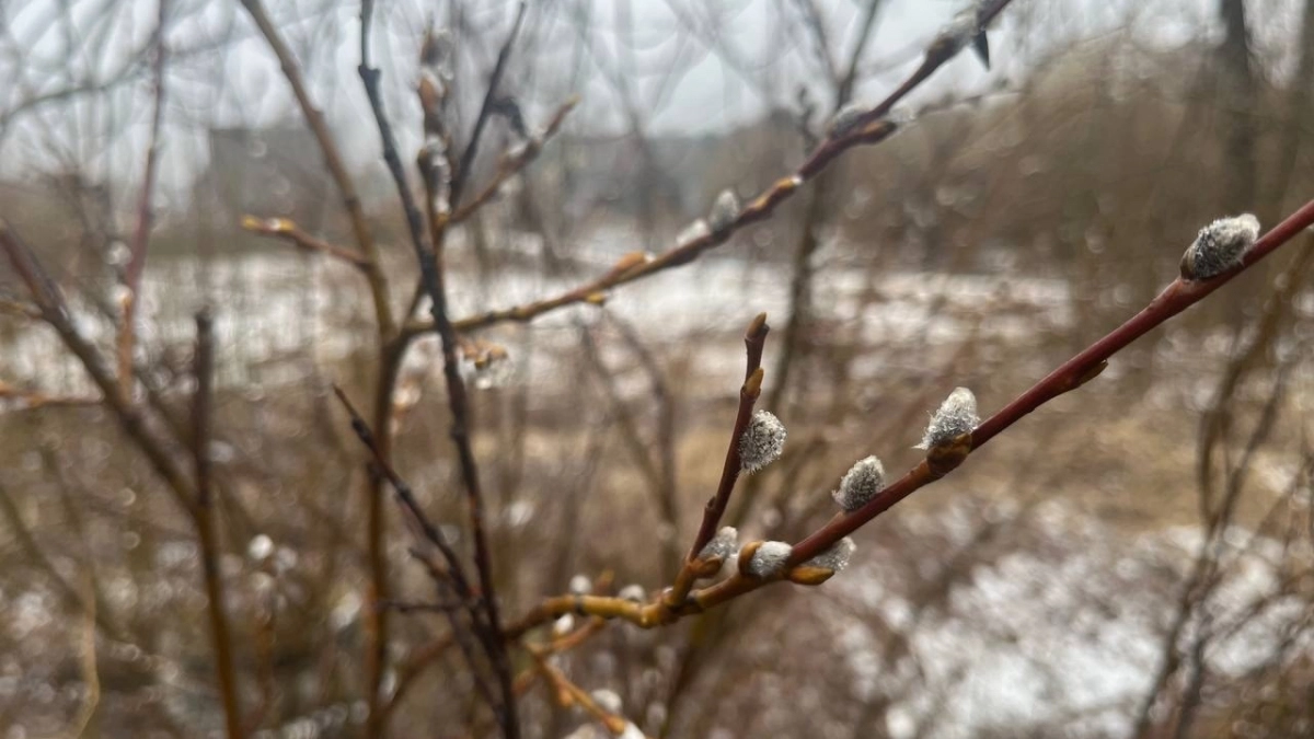 Прогноз погоды в Вологодской области на 9 апреля: в регион возвращается снег, гололед и ветер