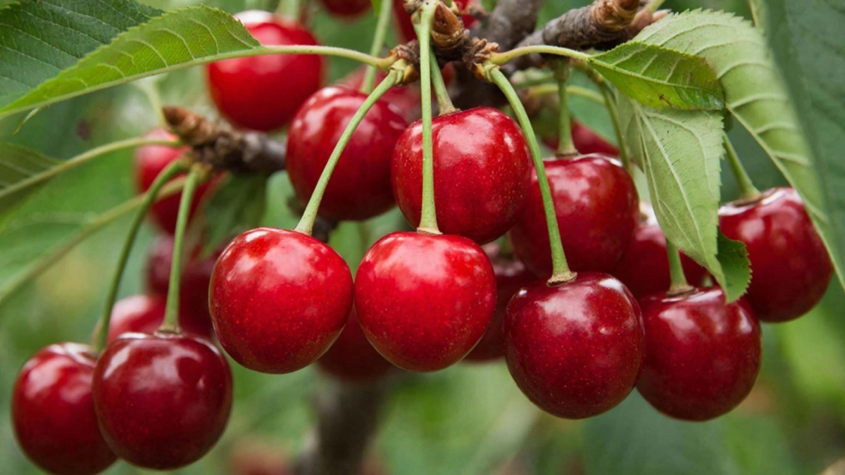 Вишне в апреле — первым делом: 3 стакана под каждый куст — и ягод появится тьма, урожай придется собирать реально тележками