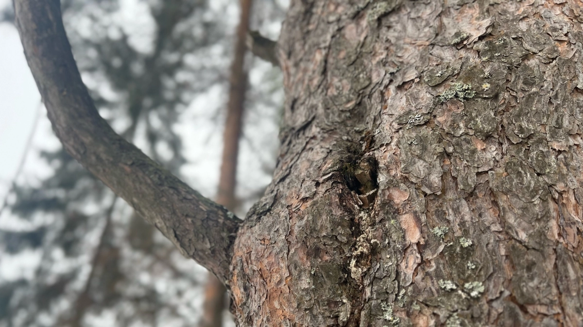 Синоптики озвучили неожиданный прогноз погоды для Вологодской области на 12 апреля