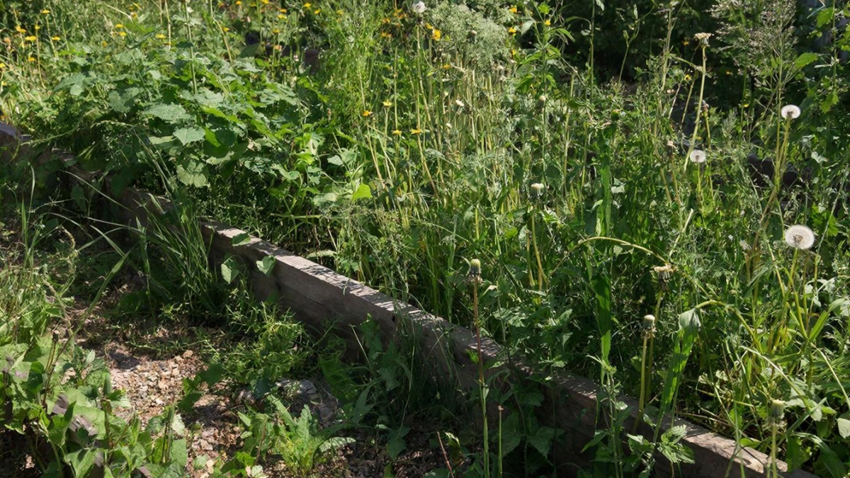 Стоп, сорняки — супер-классный лайфхак, который точно остановит рост сорняков и спасет вас от постоянной прополки