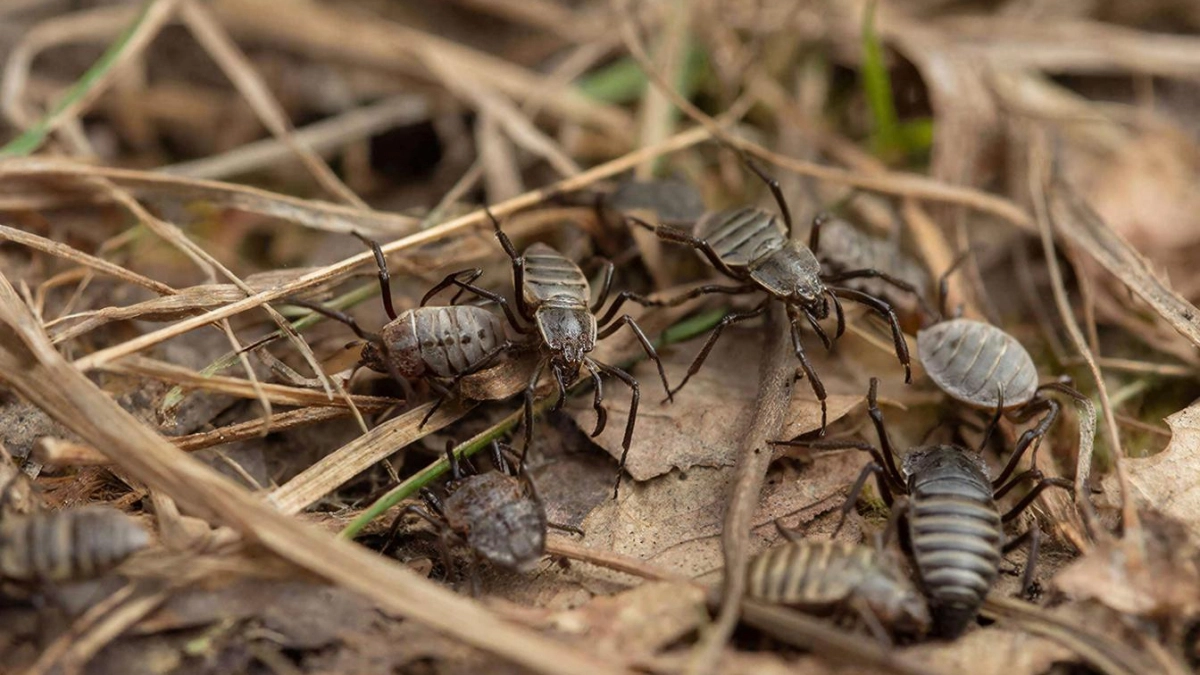 Половина чайной ложки в воду – и клещи не подойдут: реально простой способ защиты вместо репеллентов