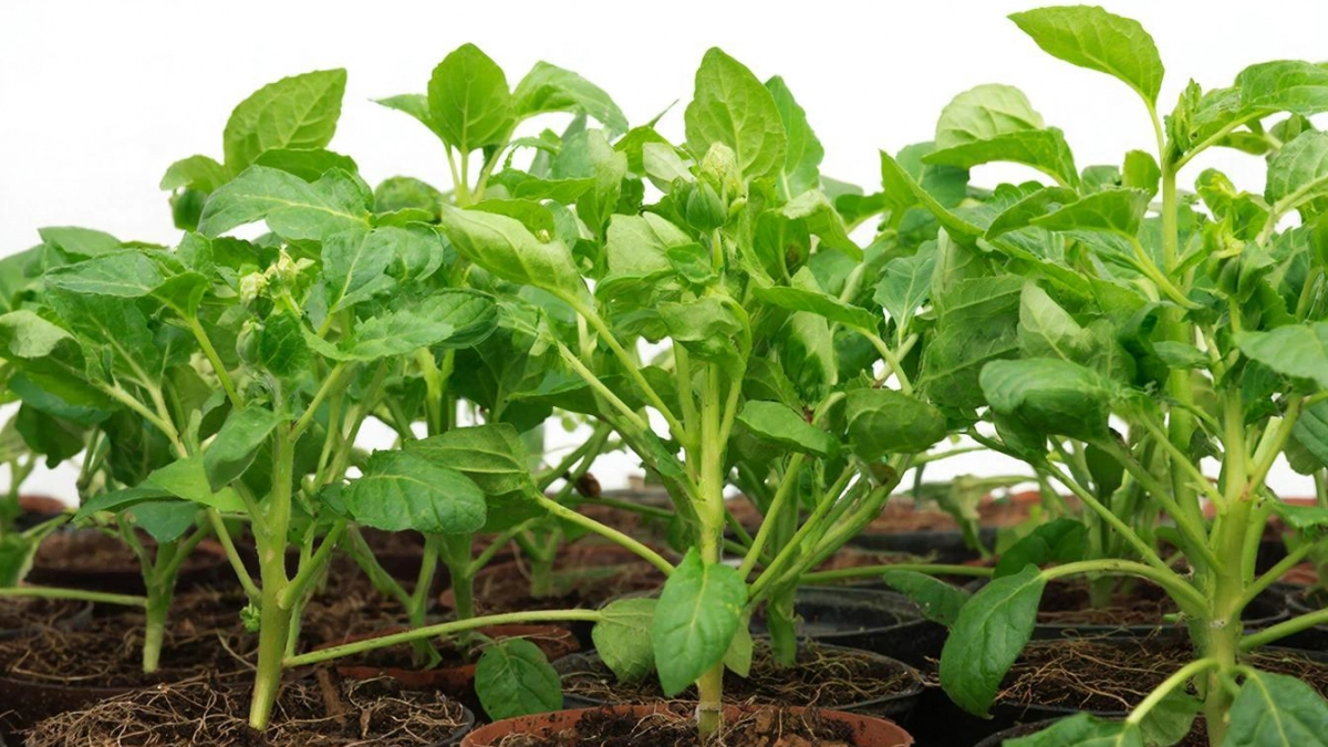 После Пасхи томатам — обязательно: 1 ч. л. под корень — рассада реально словно лес, толстая и коренастая