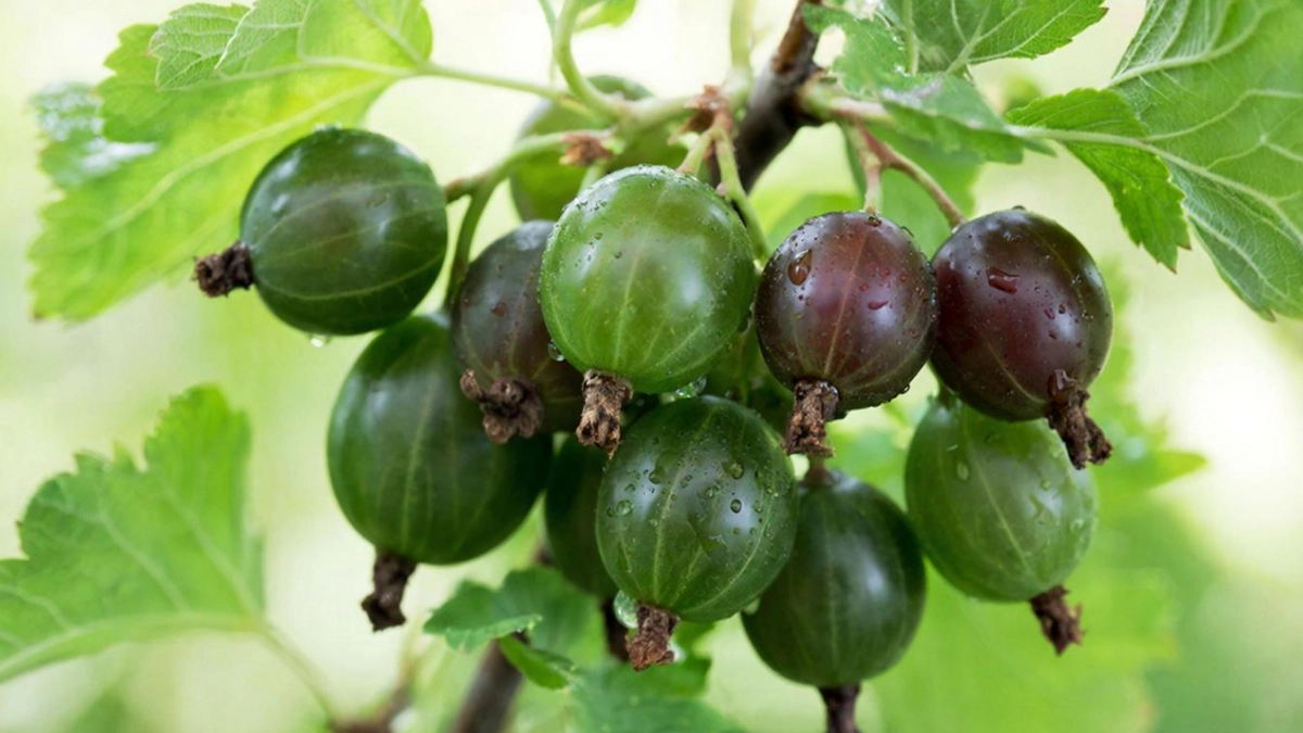 Сыплю 1 стакан под крыжовник после цветения — и ягоды реально наливаются мёдом: размером с крупный виноград, трескаются от сладости