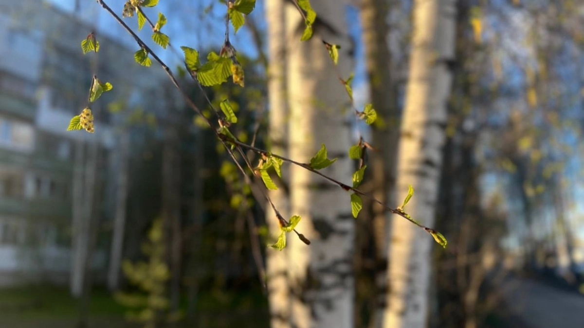 Синоптики предсказали жителям Вологодской области прогноз погоды на 17 апреля с потеплением до +17 градусов и дождями