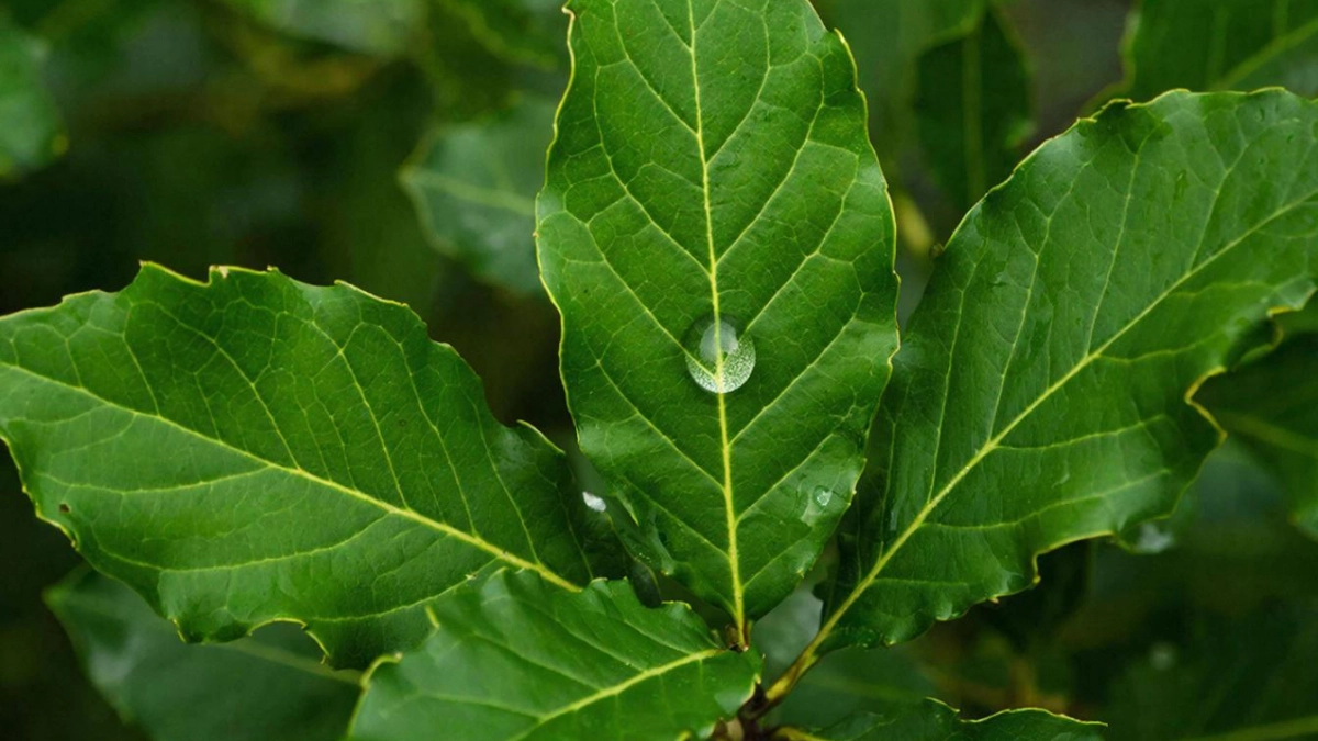 Дома вечерами всегда поджигаю лавровый лист: хитрость предков реально помогает до сих пор