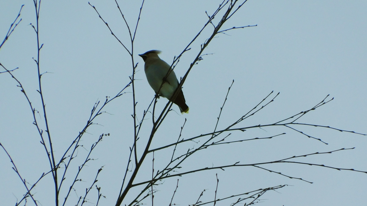 Заморозки и шквалистый ветер: синоптики предупредили жителей Вологодской области о резкой смене погоды 19 апреля
