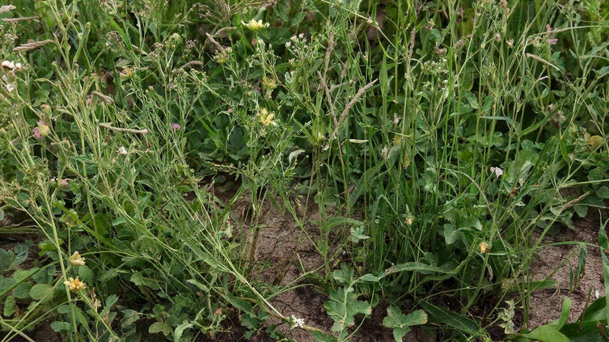Стоп, сорняки — супер-классный лайфхак, который реально остановит рост сорняков и спасет вас от постоянной прополки