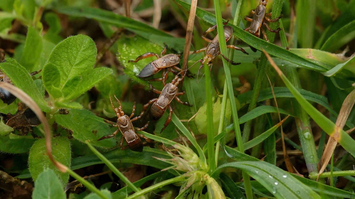 Половина чайной ложки в воду – и клещи точно не подойдут: простой способ защиты вместо репеллентов