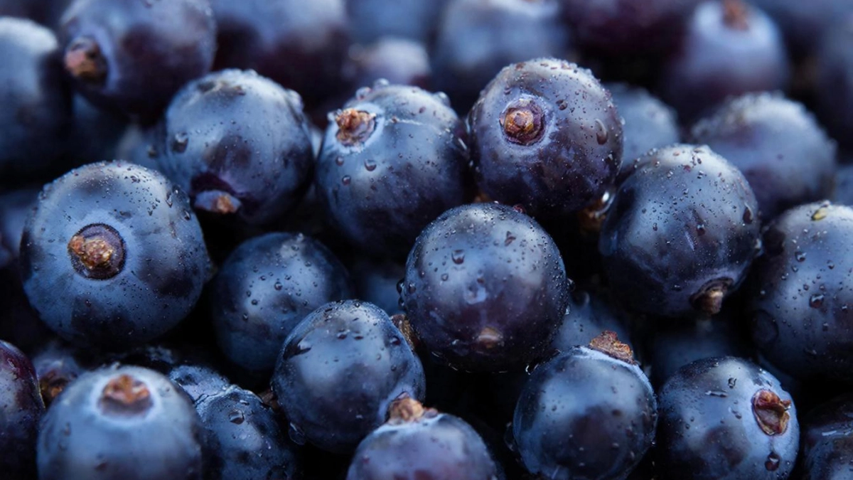 2 пшика на листья смородины — и тля бежит сверкая пятками: ягоды размером реально со сливу — по 6 кг с куста