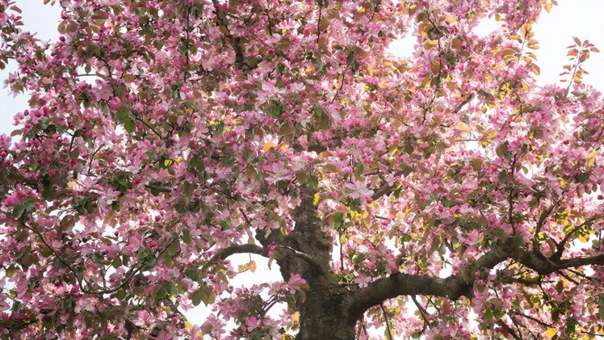 Яблоню весной опрыскиваем 4 раза - схема: иначе плодов реально мало