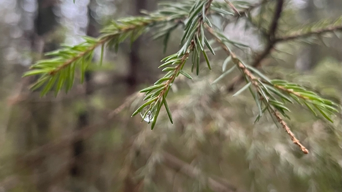 Прогноз погоды на 24 апреля: заморозки и штормовой ветер обрушатся на Вологодскую область