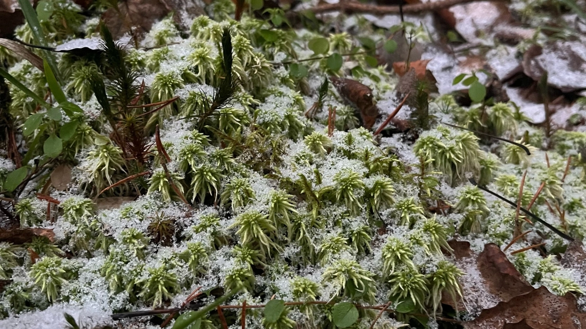 Синоптики прогнозируют в Вологодской области заморозки и гололедицу на дорогах 25 апреля 2026