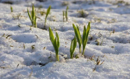 Только в эти дни: Когда же высаживать перец на рассаду в феврале - расчёт агронома