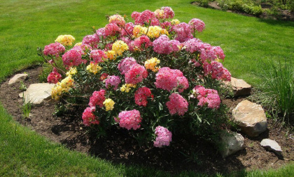 Цветёт волнами до осени и светится ярким, жёлтым облаком: кустарник нового поколения