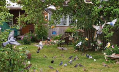 Я перестала кормить птиц всего на несколько дней, и в саду исчезли гости, которых никто точно не звал 