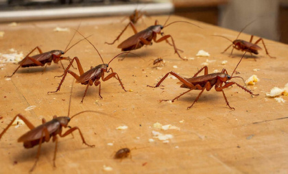 «От тараканов не осталось и следа». Старинный способ из СССР, как реально быстро и навсегда избавиться от всех тараканов