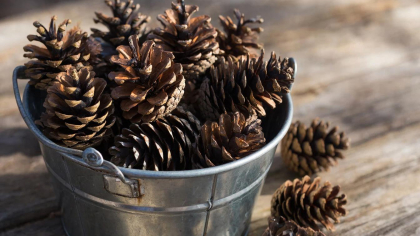 Все нос воротят, а я собираю - 4 хитрости с шишками в огороде: польза реально невероятная