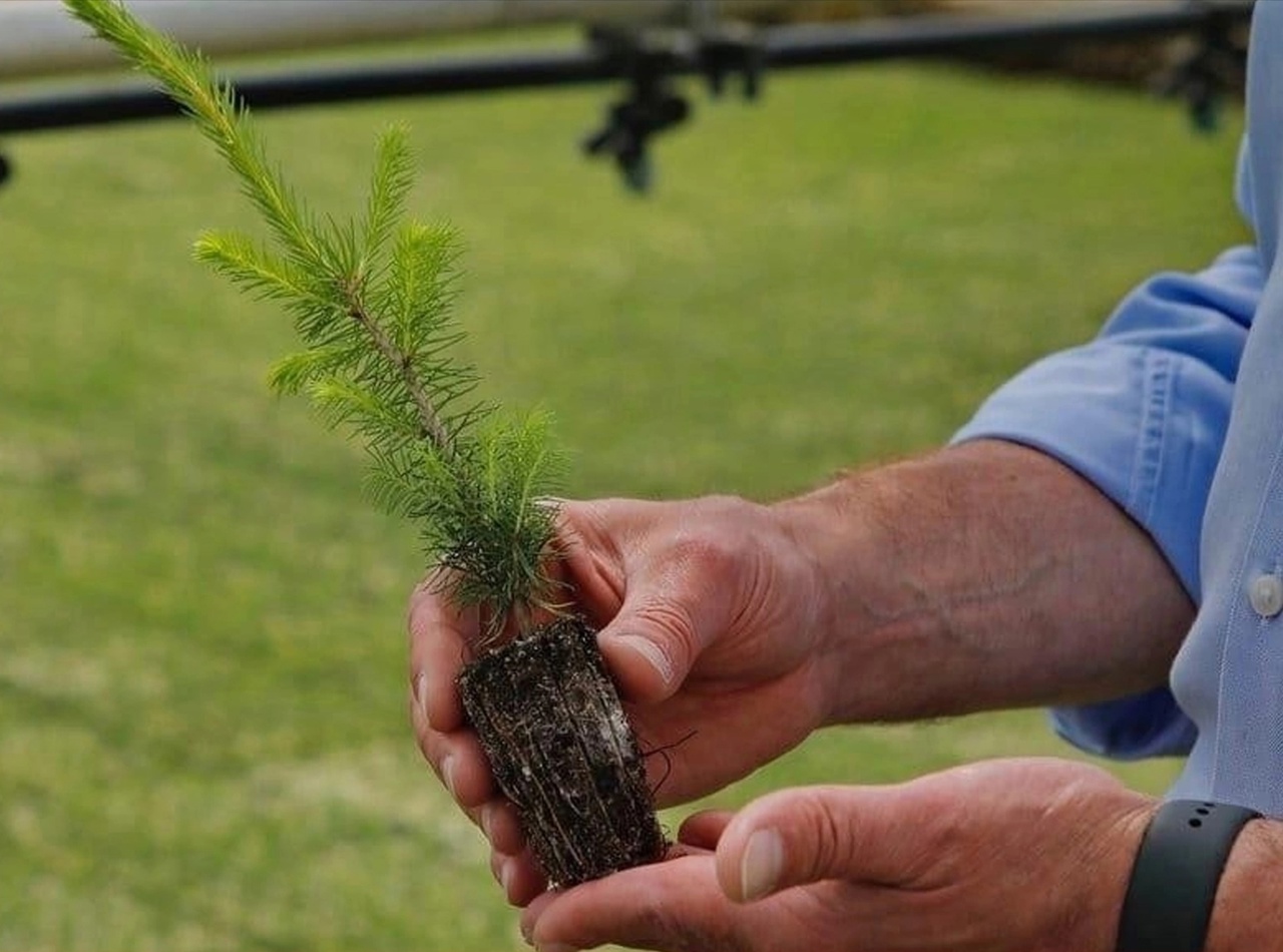 Рассада В Вологде Где Купить